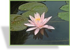 Seerose, Nymphaea hybride 'Rosennymphe'