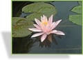 Seerose, Nymphaea hybride 'Rosennymphe'