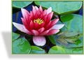 Seerose, Nymphaea hybride 'Attraction'