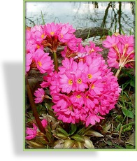 Primel, Rosenprimel, Primula rosea 'Gigas'