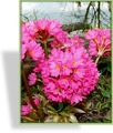 Primel, Rosenprimel, Primula rosea 'Gigas'