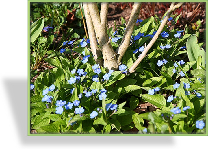 Gedenkemein, Omphalodes verna