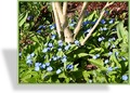 Gedenkemein, Omphalodes verna