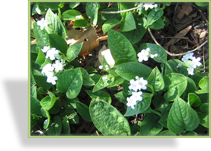 Gedenkemein, Omphalodes verna 'Alba'