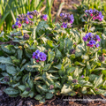 Lungenkraut, Pulmonaria saccharata 'Trevi Fountain'