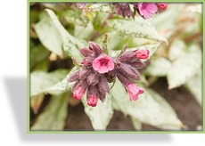 Lungenkraut, Pulmonaria rubra 'Redstart'