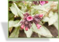 Lungenkraut, Pulmonaria rubra 'Redstart'
