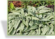 Lungenkraut, Pulmonaria saccharata 'Silver Bouquet'