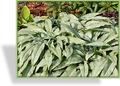 Lungenkraut, Pulmonaria saccharata 'Silver Bouquet'