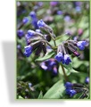 Lungenkraut, Pulmonaria angustifolia 'Azurea'