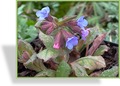 Lungenkraut, Pulmonaria saccharata 'Dora Bielefeld'