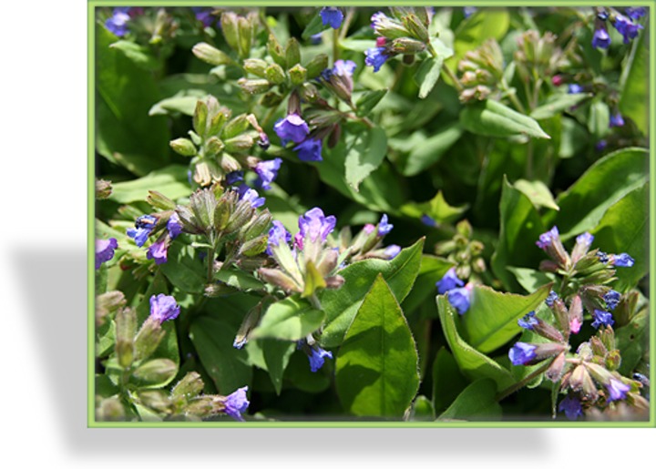 Lungenkraut, Pulmonaria angustifolia 'Munstead Blue'