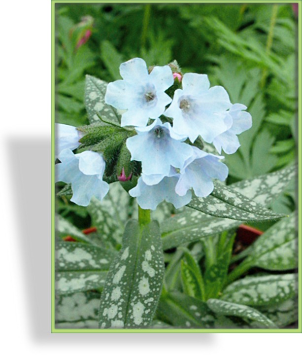 Lungenkraut, Pulmonaria saccharata 'Opal'