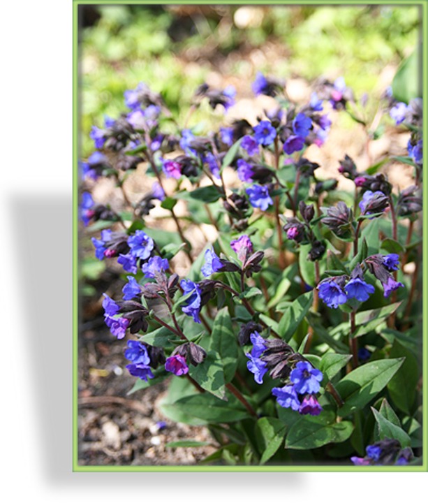 Lungenkraut, Pulmonaria officinalis