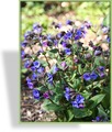 Lungenkraut, Pulmonaria officinalis