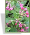 Lungenkraut, Pulmonaria rubra