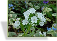 Lungenkraut, Pulmonaria saccharata 'Sissinghurst White'