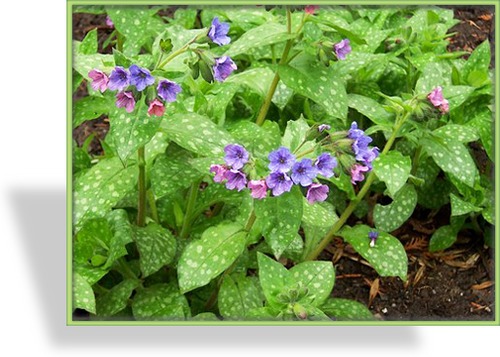 Lungenkraut, Pulmonaria saccharata 'Mrs. Moon'