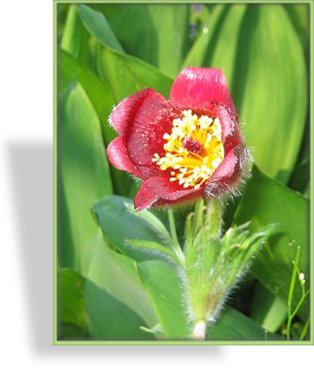 Küchenschelle, Pulsatilla vulgaris 'Röde Klokke'