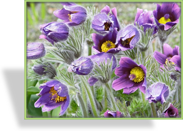 Küchenschelle, Pulsatilla vulgaris 'Pinwheel Blau'