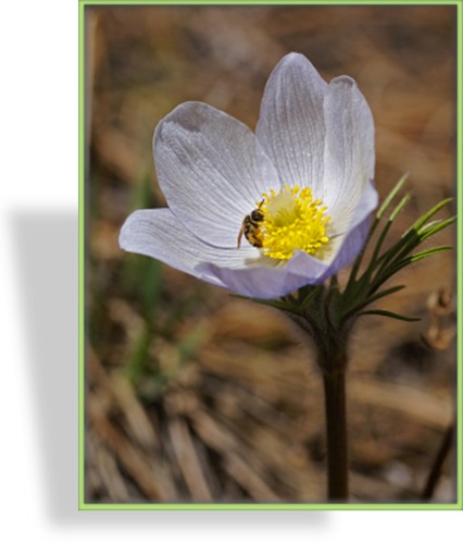 Küchenschelle, Pulsatilla vulgaris 'Pinwheel Weiß'