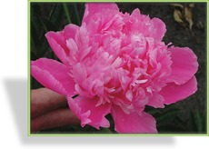 Pfingstrose, Paeonia lactiflora 'Amabilis'