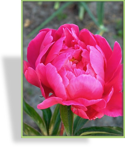 Pfingstrose, Paeonia lactiflora 'Felix Crousse'