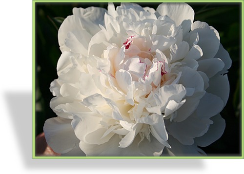 Pfingstrose, Paeonia lactiflora 'Festiva Maxima'