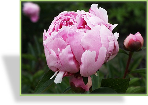 Pfingstrose, Paeonia lactiflora 'Sarah Bernhardt'