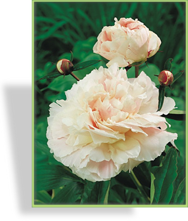 Pfingstrose, Paeonia lactiflora 'Shirley Temple'