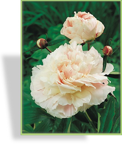 Pfingstrose, Paeonia lactiflora 'Shirley Temple'