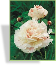 Pfingstrose, Paeonia lactiflora 'Shirley Temple'