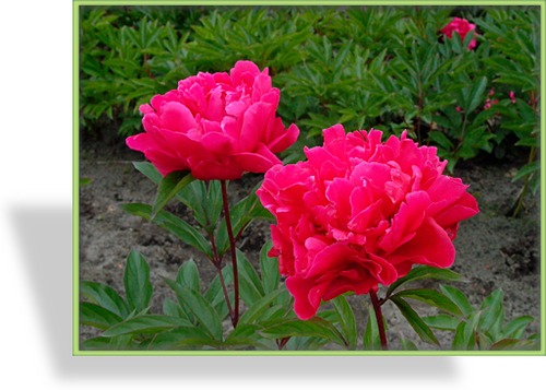 Pfingstrose, Paeonia lactiflora 'Victoire de La Marne'