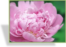 Pfingstrose, Bauernrose, Paeonia officinalis 'Rosea Plena'