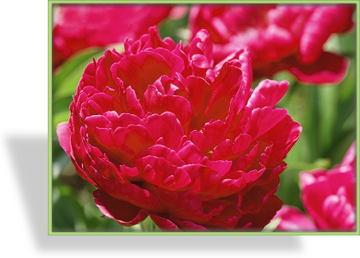 Pfingstrose, Bauernrose, Paeonia officinalis 'Rubra Plena'