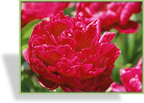 Pfingstrose, Bauernrose, Paeonia officinalis 'Rubra Plena'