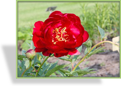 Pfingstrose, Paeonia x hybride 'Buckeye Belle'