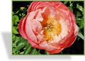 Pfingstrose, Paeonia x hybride 'Coral Charm'