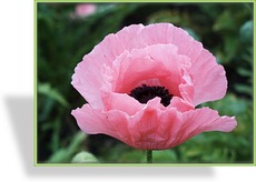 Türkenmohn