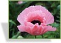 Türkenmohn