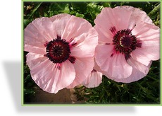Türkenmohn, Papaver orientale 'Karine'
