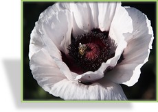 Türkenmohn, Papaver orientale 'Perrys White'