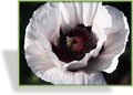 Türkenmohn, Papaver orientale 'Perrys White'