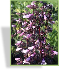 Bartfaden, Penstemon digitalis 'Dark Towers'
