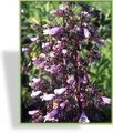 Bartfaden, Penstemon digitalis 'Dark Towers'