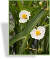 Pfeilkraut, Ungefülltes Pfeilkraut, Sagittaria latifolia