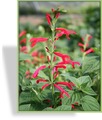 Salbei, Ananassalbei, Salvia rutilans