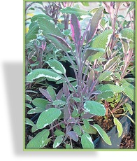 Salbei, Dreifarbiger Salbei, Salvia officinalis 'Tricolor'