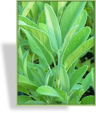 Salbei, Gewürzsalbei, Salvia officinalis