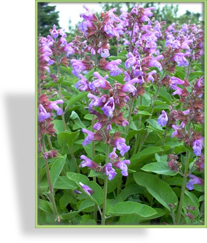 Salbei, Gewürzsalbei, Salvia officinalis 'Berggarten'